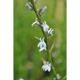 Lobelia spicata (Pale Spiked Lobelia)  Natural Communities LLC