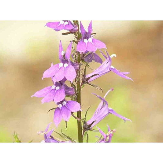 Lobelia spicata (Pale Spiked Lobelia)  Natural Communities LLC