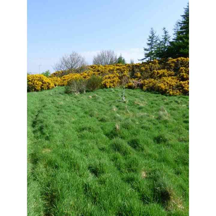 Lawn Alternative - Eco-Mow Turf Seed (Low Maintenance Lawn Blend) Natural Communities LLC