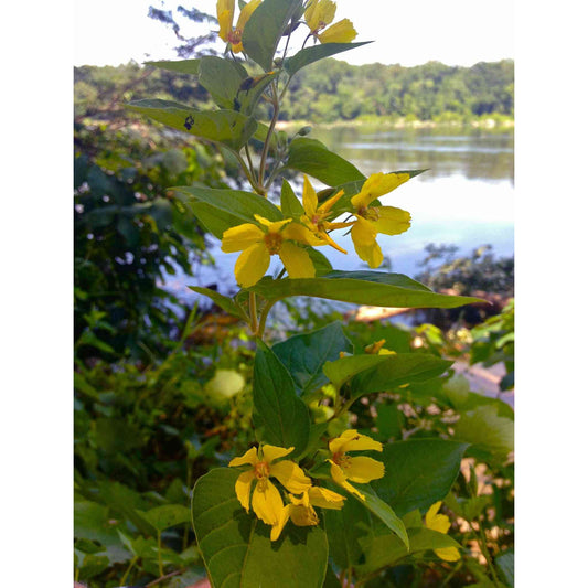 Lysimachia ciliata (Fringed Loosestrife)  Natural Communities LLC
