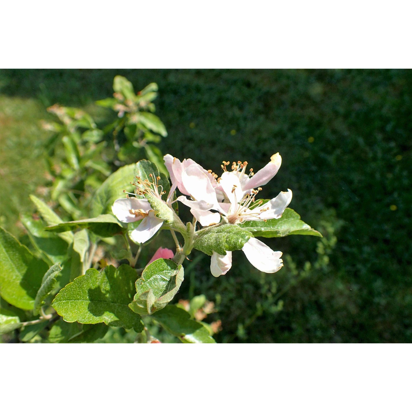Malus ioensis (Prairie Crab Apple) Natural Communities LLC