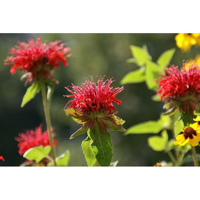 Monarda didyma (Scarlet BeeBalm)