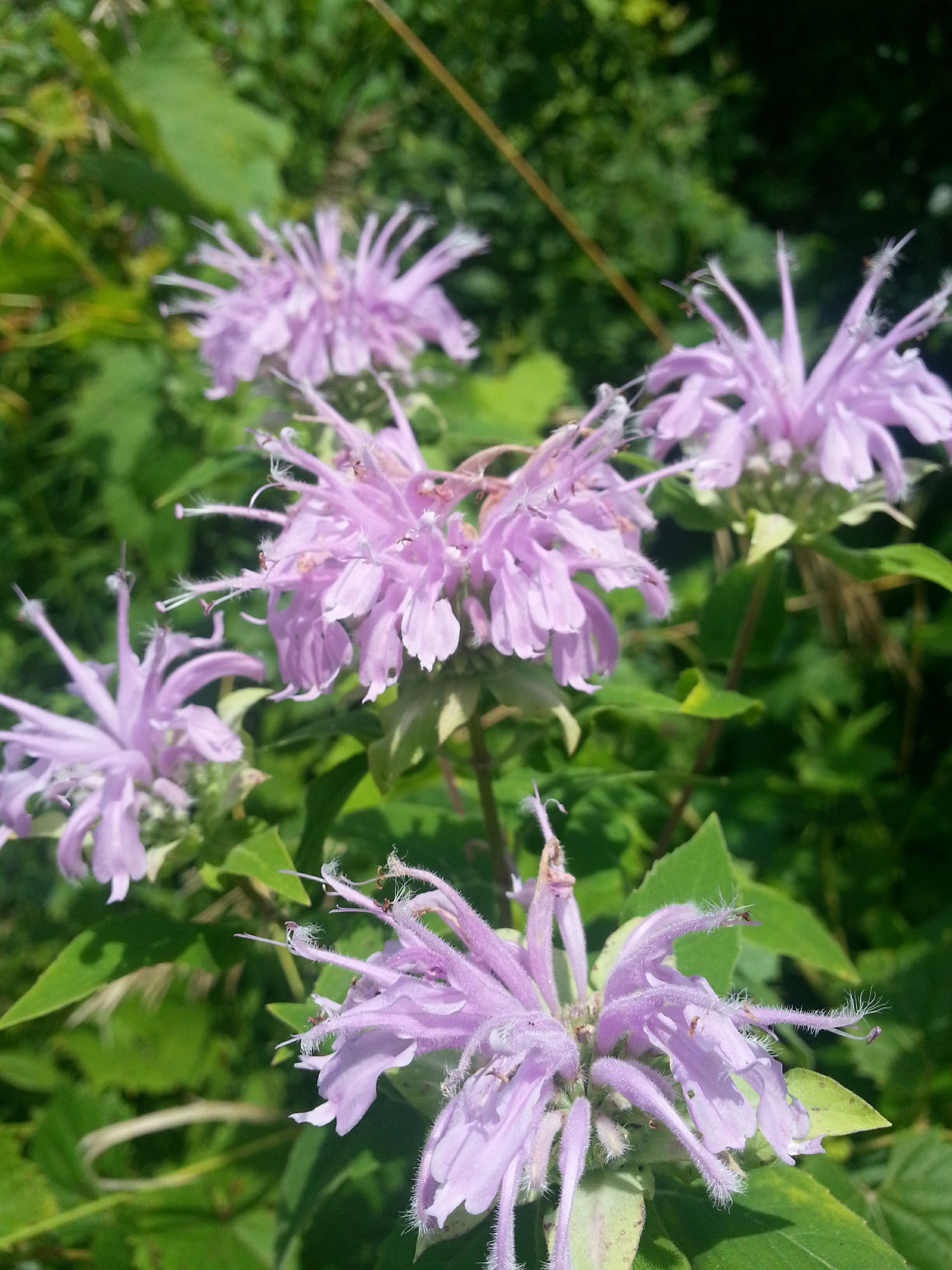 A beautiful image of Wild Bergamot (Monarda fistulosa), a fragrant native perennial known for its distinctive globe-shaped clusters of lavender flowers that are highly attractive to a wide variety of bees, butterflies, and hummingbirds.