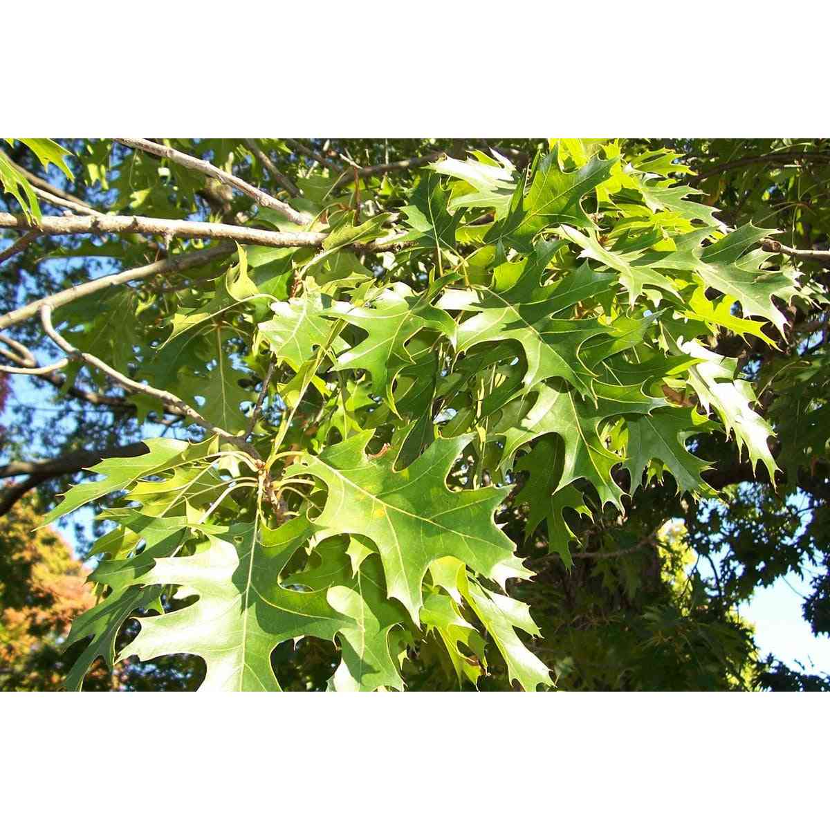 Quercus ellipsoidalis (Hills Oak / Northern Pin Oak) Natural Communities LLC