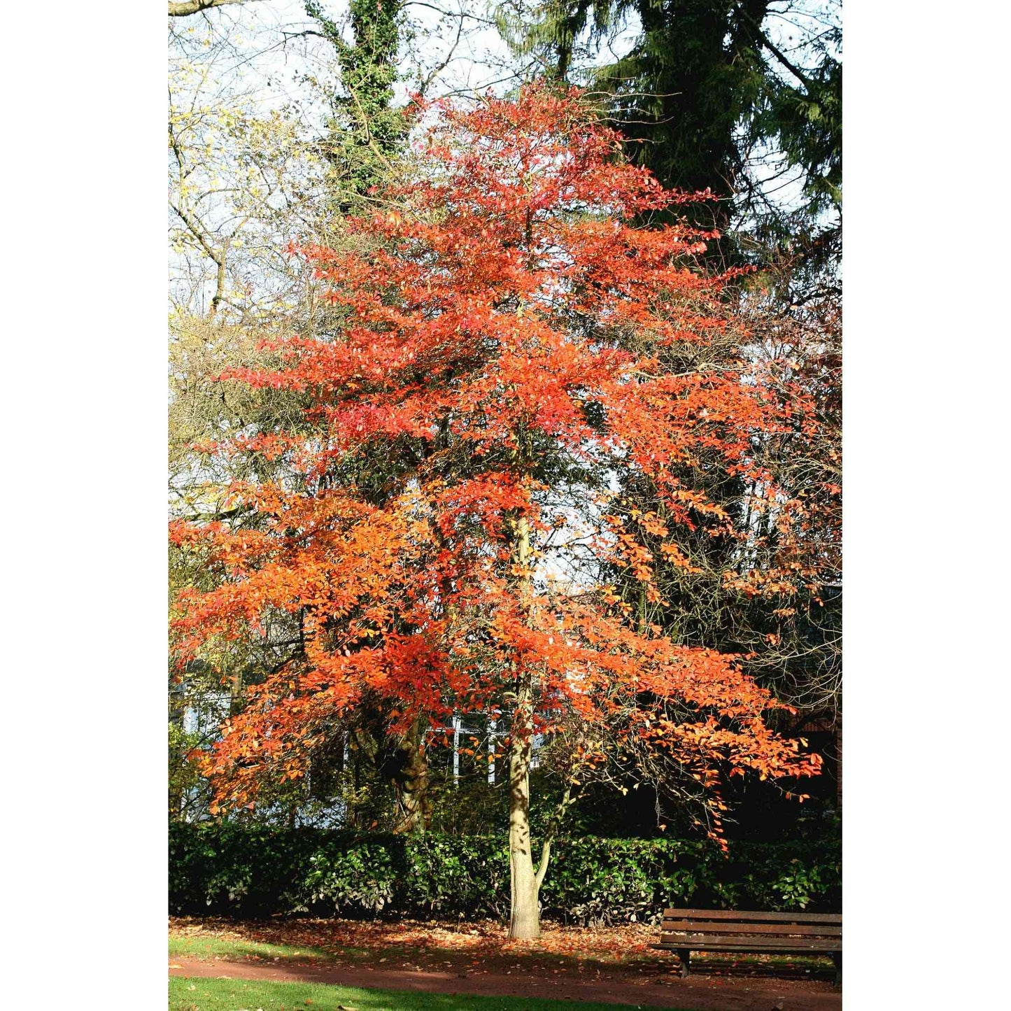 Nyssa sylvatica (Black Gum or Tupelo or Black Tupelo) Natural Communities LLC