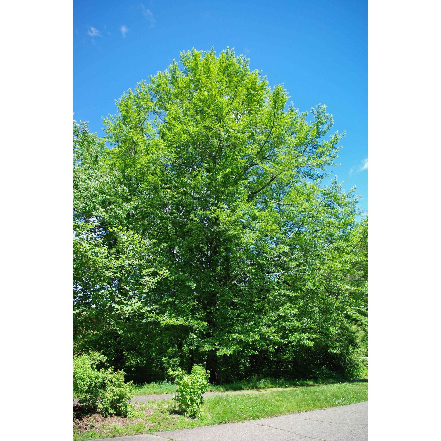 Nyssa sylvatica (Black Gum or Tupelo or Black Tupelo) Natural Communities LLC