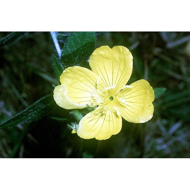 Oenothera pilosella (Prairie Sundrops)