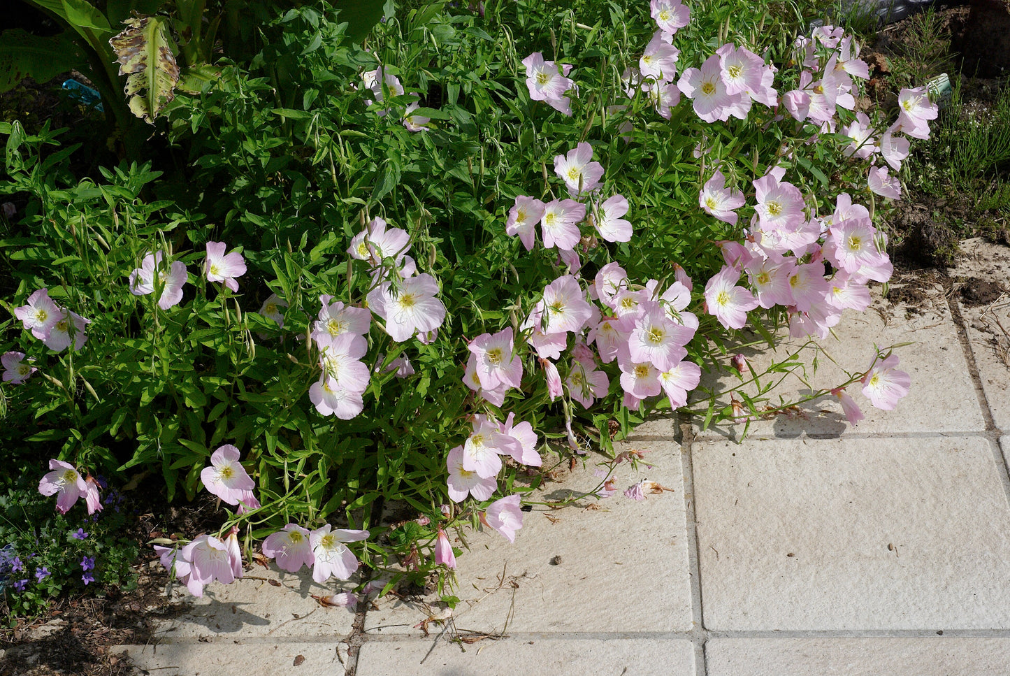Oenothera speciosa (Pink Petticoats Primrose)