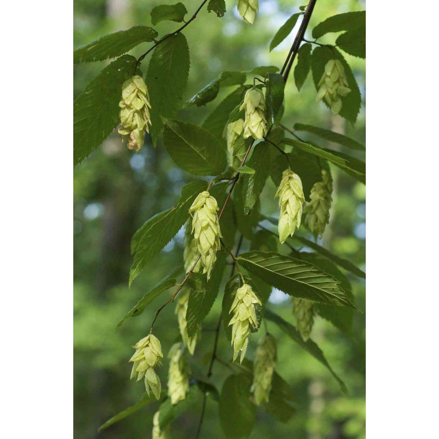 Ostrya virginiana (Ironwood) Natural Communities LLC