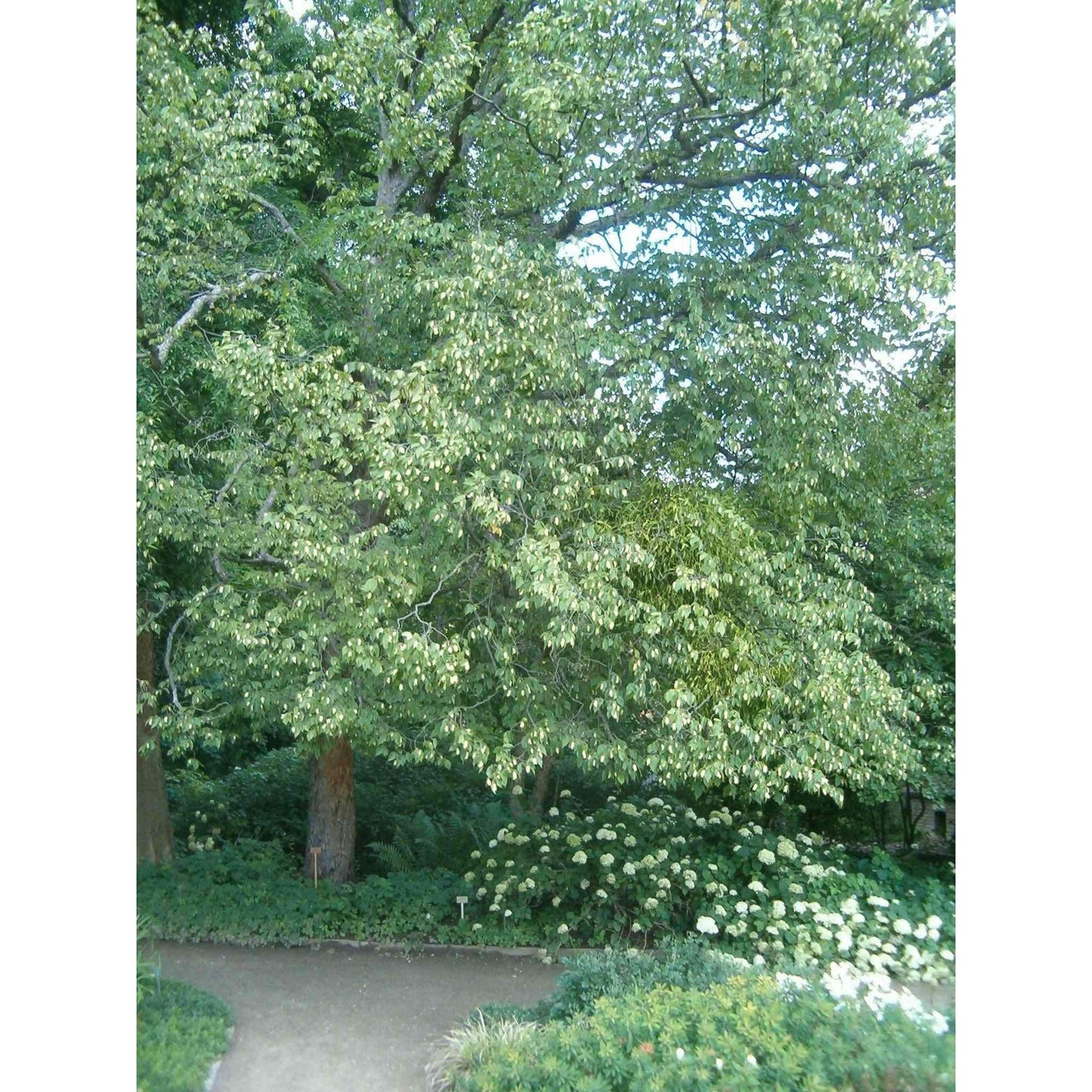 Ostrya virginiana (Ironwood) Natural Communities LLC