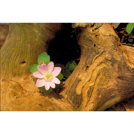 Anemonella thalictroides (Rue Anemone)  Natural Communities LLC