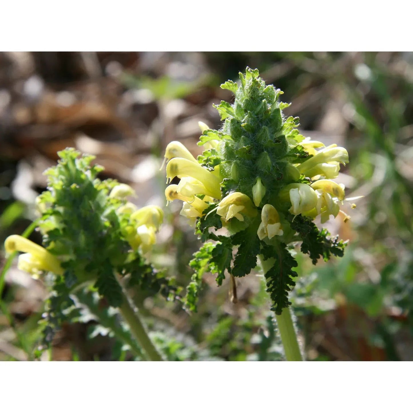 Pedicularis canadensis (Wood Betony or Canadian Lousewort)