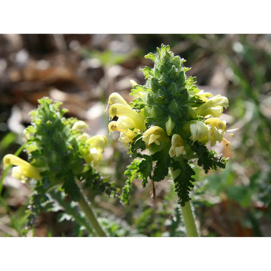 Pedicularis canadensis (Wood Betony or Canadian Lousewort)