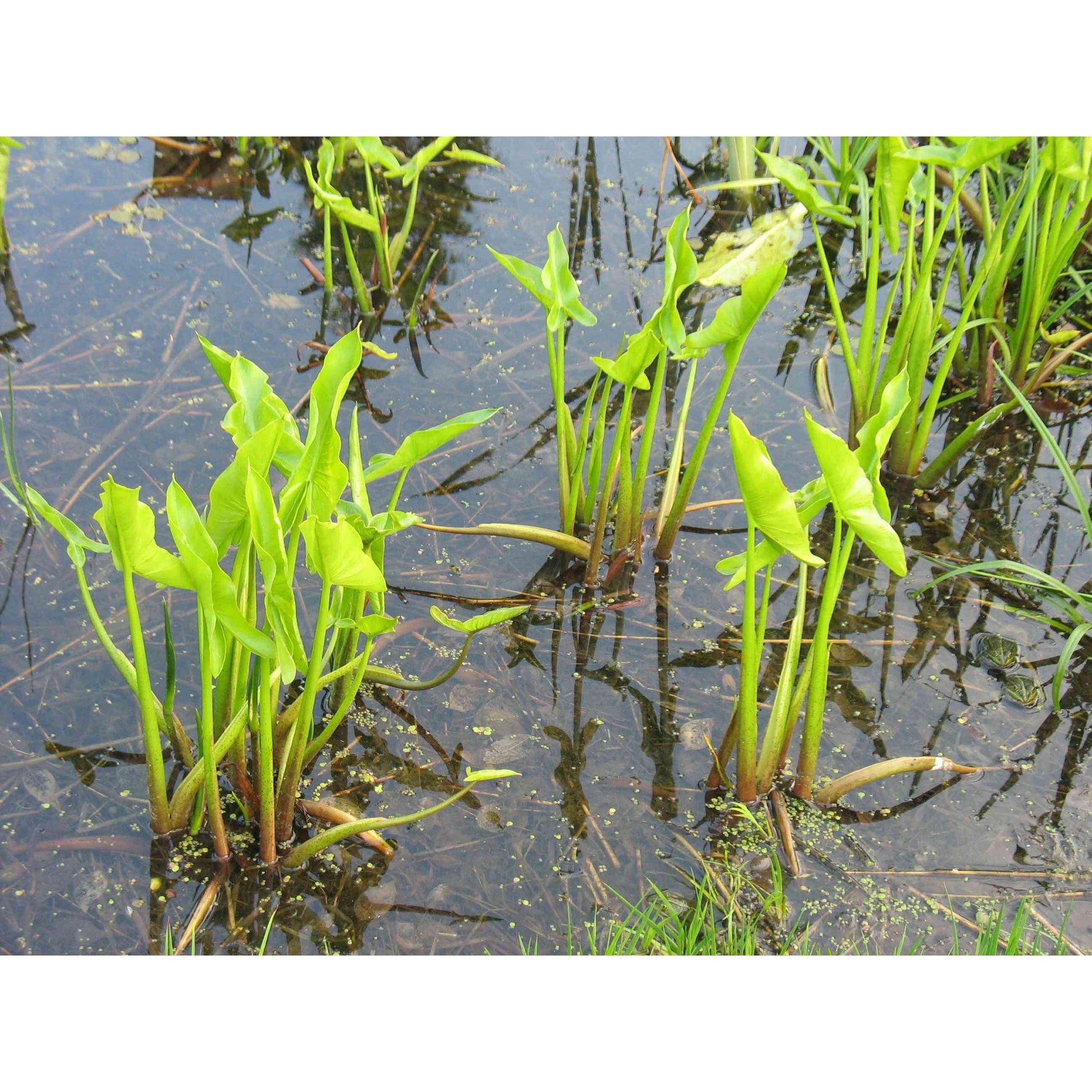 Peltandra virginica (Arrow Arum or Tuckahoe)  Natural Communities LLC