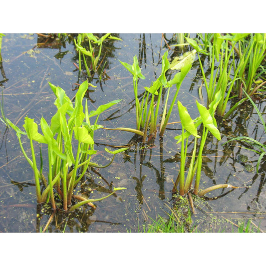 Peltandra virginica (Arrow Arum or Tuckahoe)  Natural Communities LLC