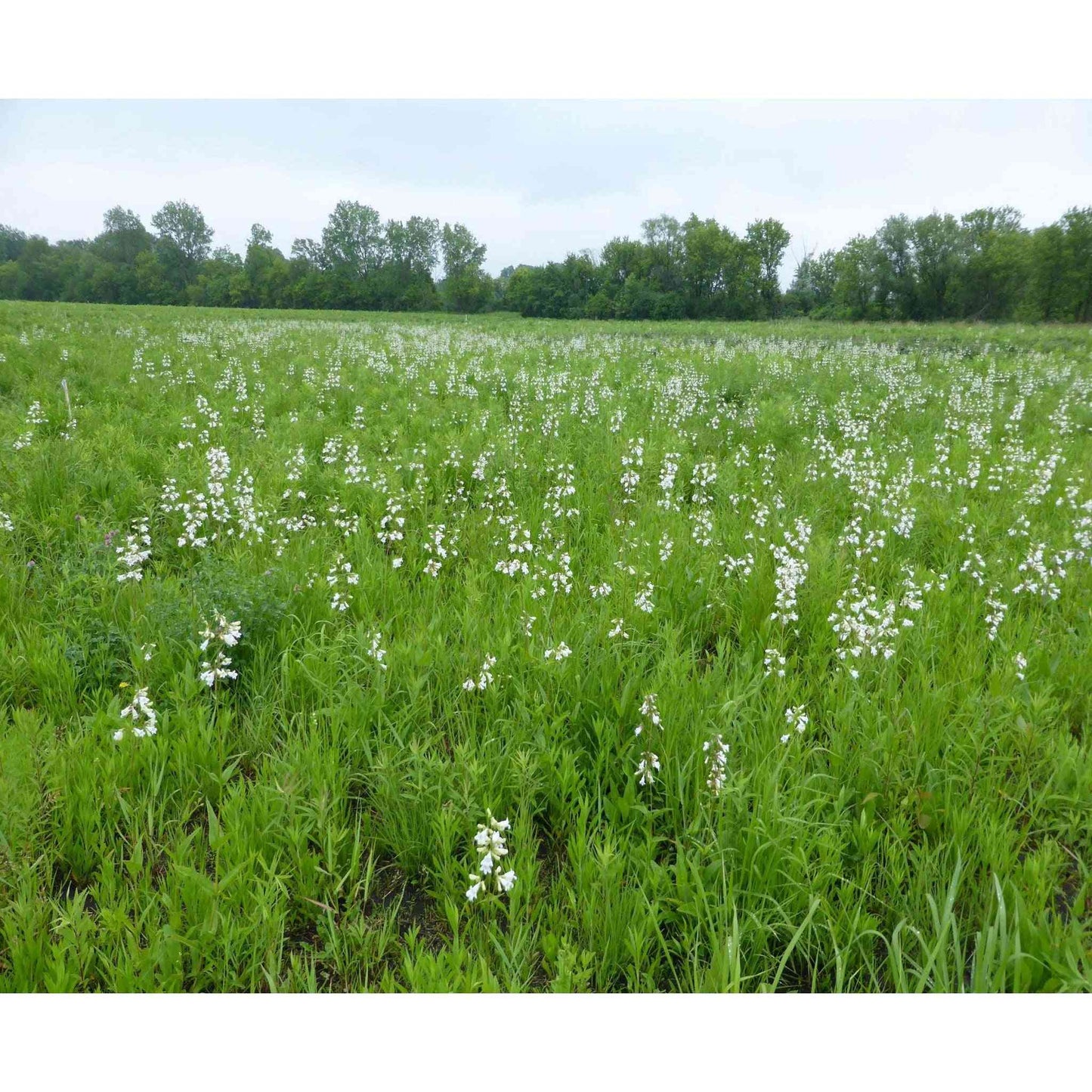 Mesic Short Prairie Native Seed Mix  Natural Communities LLC