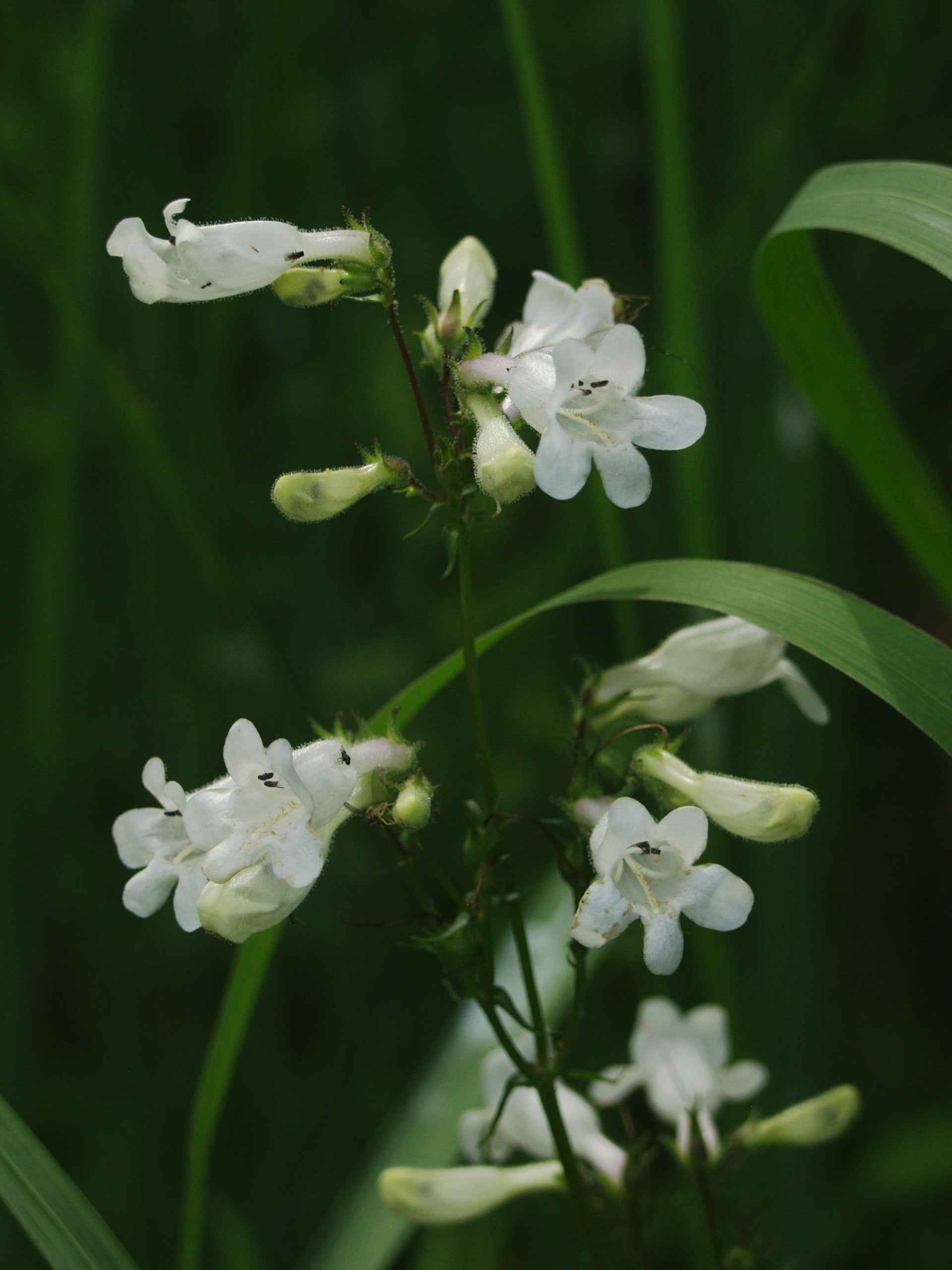 A beautiful image of Foxglove Beardtongue (Penstemon digitalis), a native perennial with elegant spires of white, bell-shaped flowers that are an excellent source of nectar for hummingbirds and long-tongued bees.