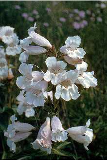 Penstemon cobaea (Showy Beard Tongue)