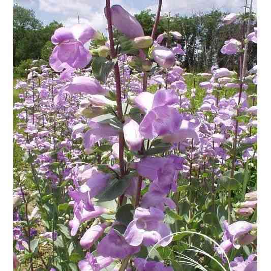 Penstemon grandiflorus (Large-flowered Penstemon)