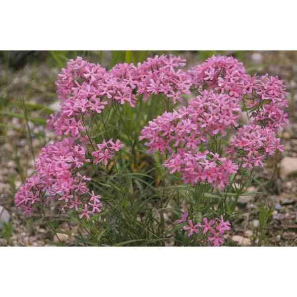 Phlox pilosa (Prairie Phlox) Natural Communities LLC