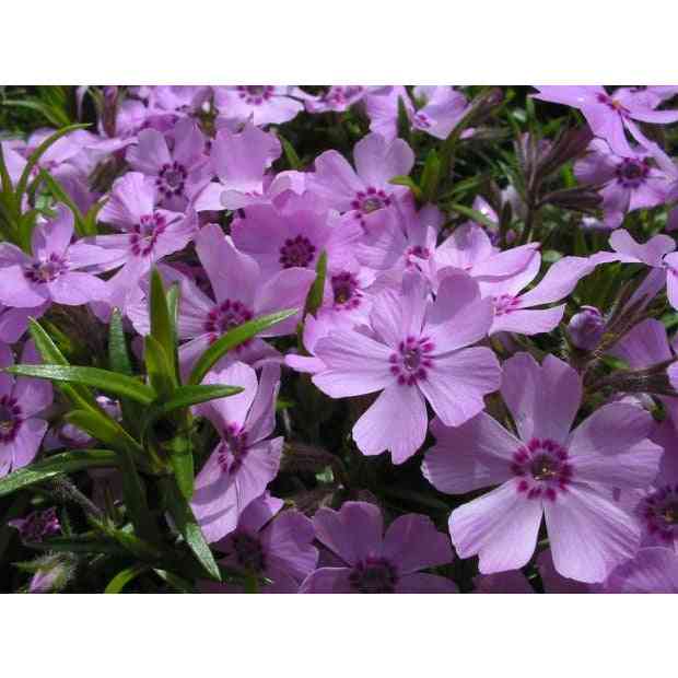 Phlox pilosa (Prairie Phlox) Natural Communities LLC
