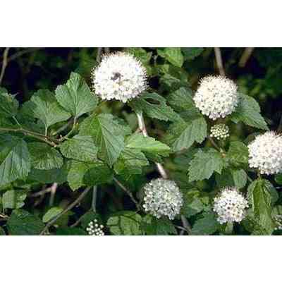 Physocarpus opulifolius (Ninebark) Natural Communities LLC