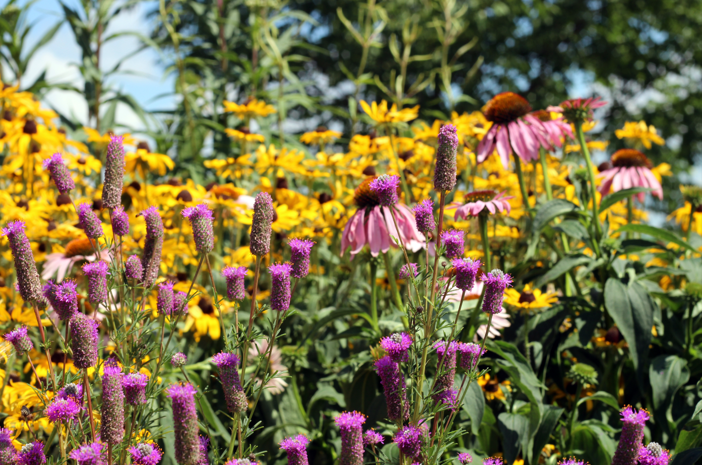 A close-up image of the Pollinator Paradise Wildflower Enhancement Seed Packet, showing a diverse blend of native wildflower seeds designed to create a vibrant habitat for bees, butterflies, and other pollinators.