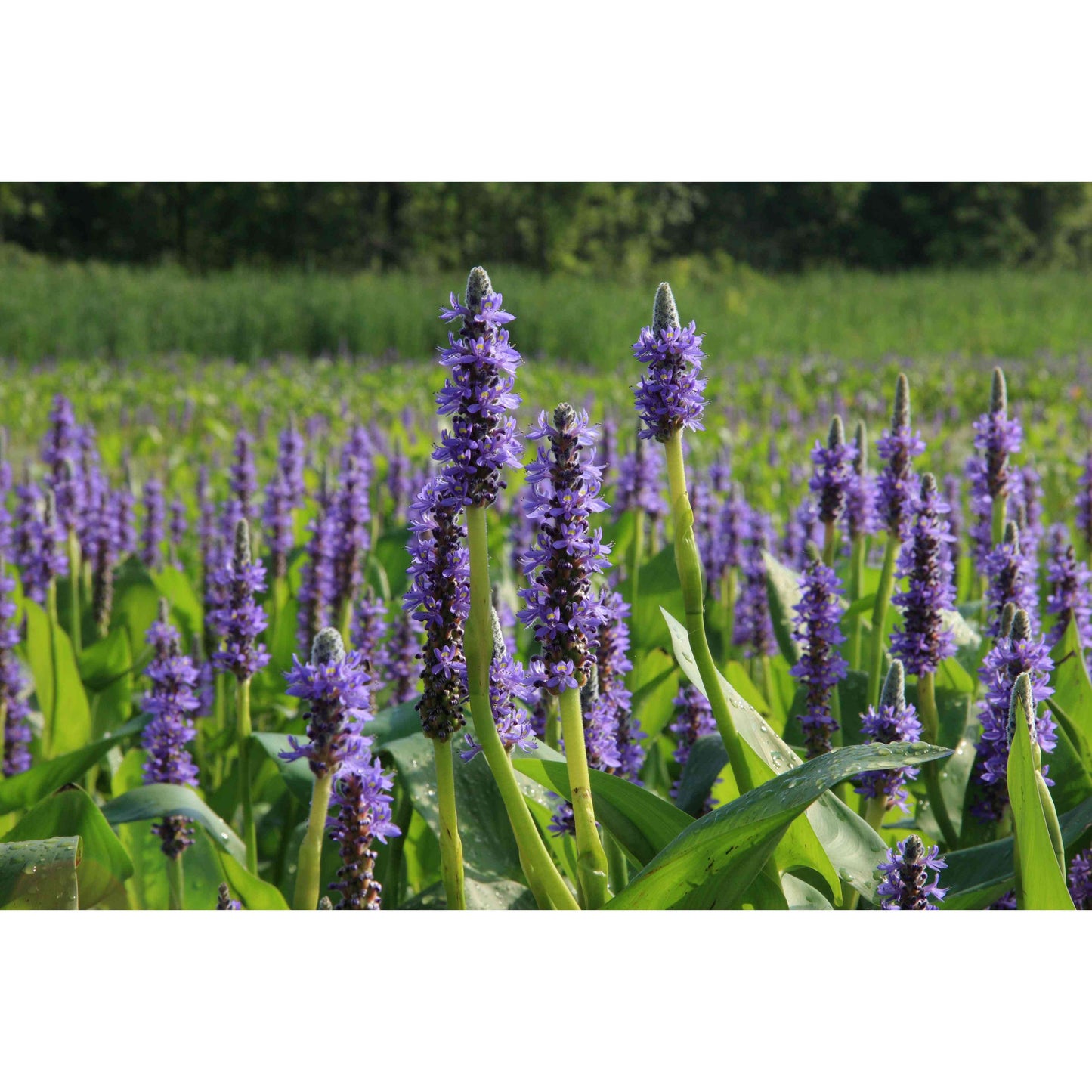 Pontederia cordata (Pickeral Weed) Natural Communities LLC