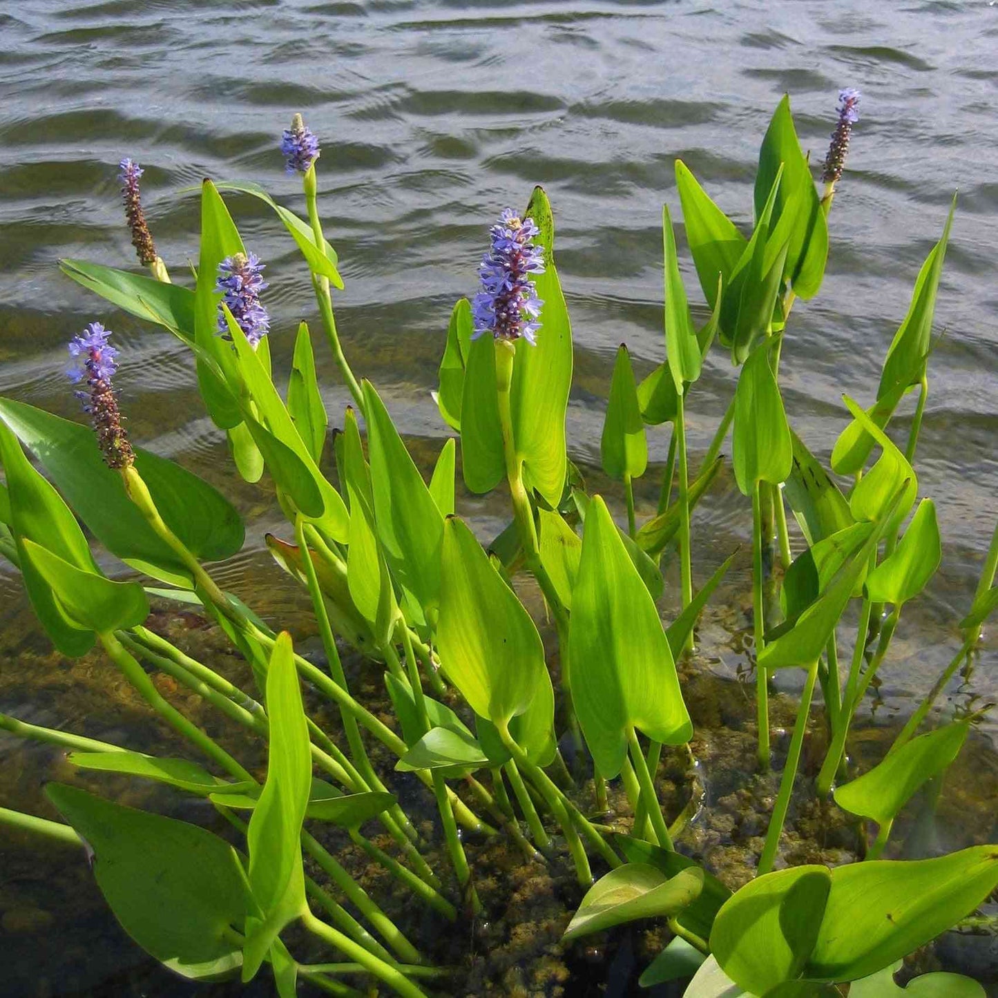 Pontederia cordata (Pickeral Weed) Natural Communities LLC