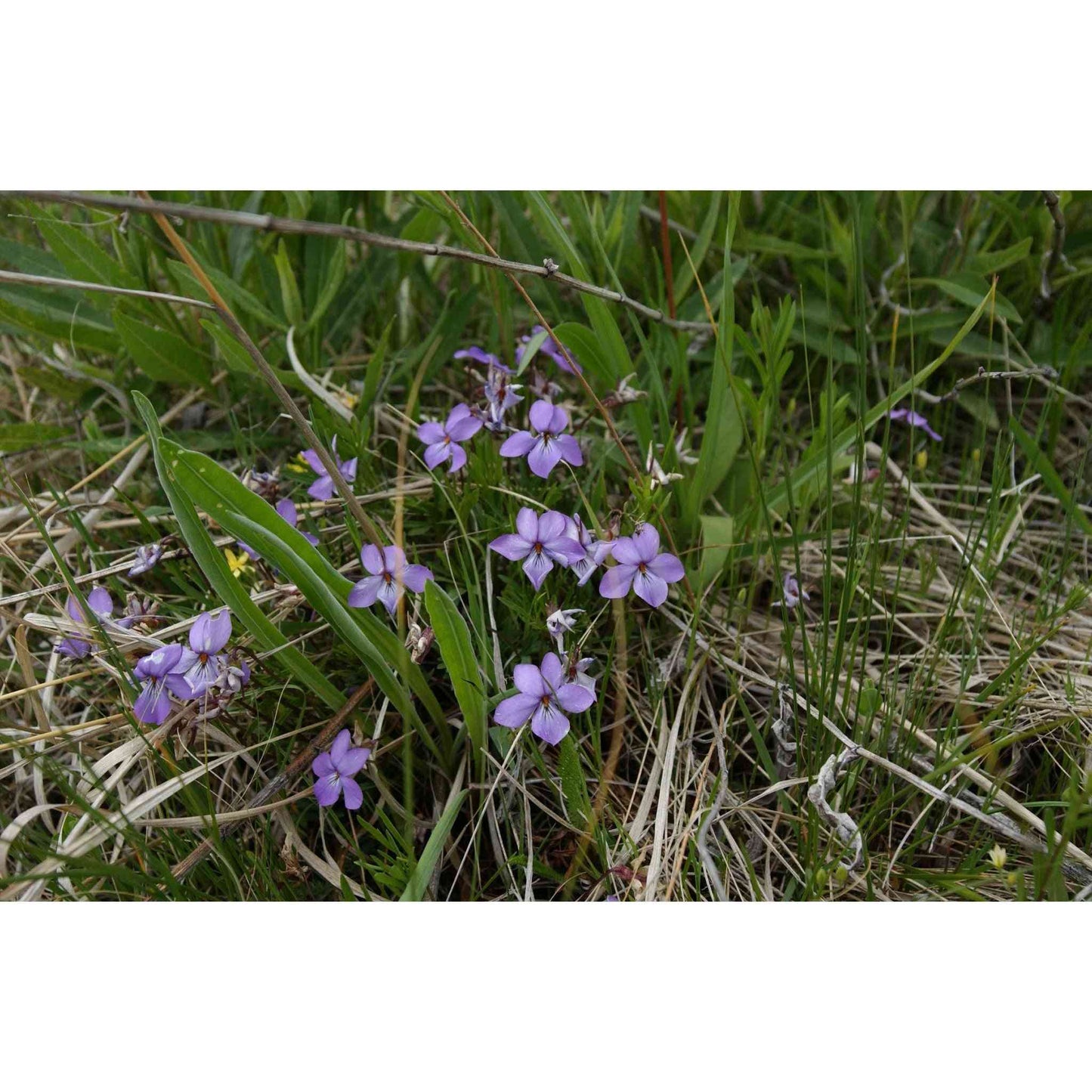 Viola pedatifida (Prairie Violet)  Natural Communities LLC
