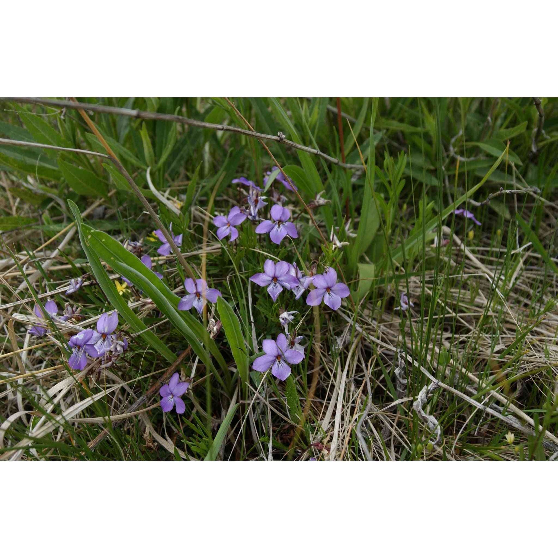 Viola pedatifida (Prairie Violet)  Natural Communities LLC
