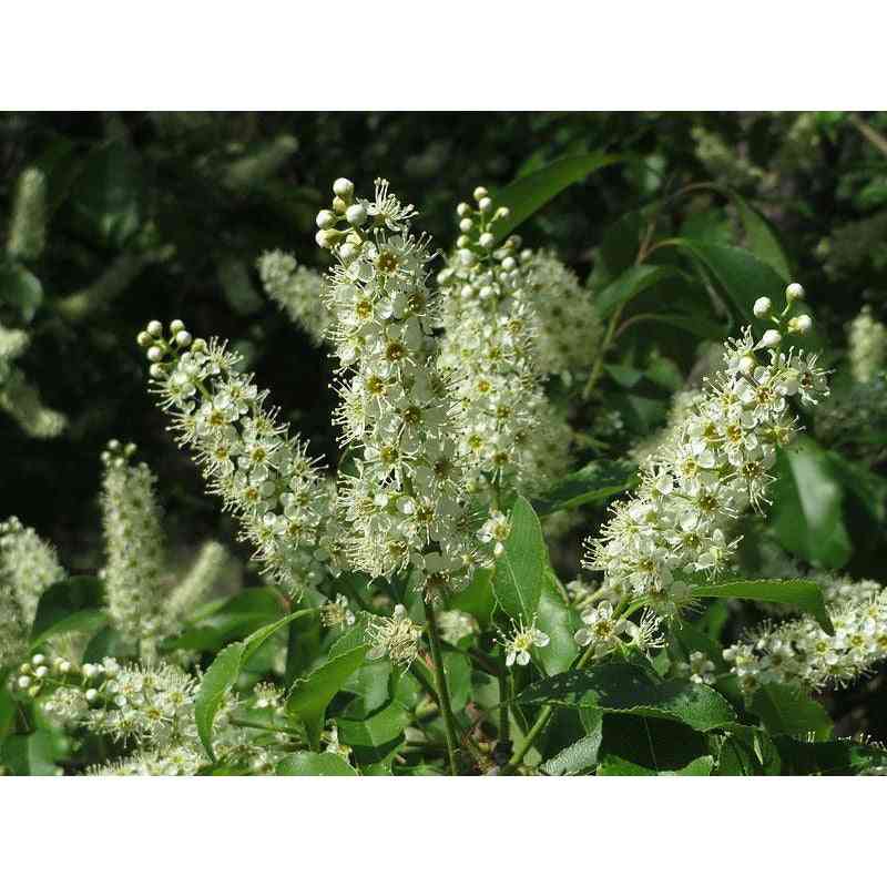 Prunus serotina  (Wild Black Cherry)  Natural Communities LLC