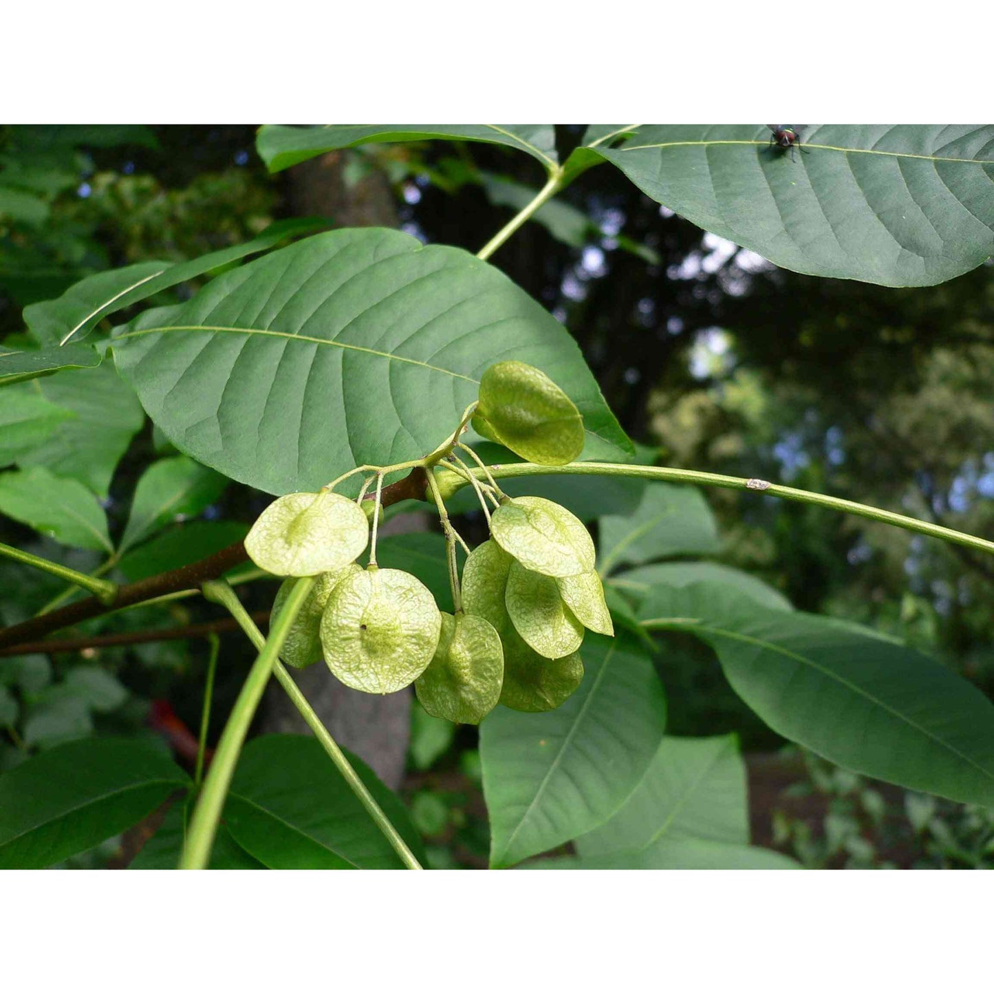 Ptelea trifoliata (Wafer Ash) Natural Communities LLC