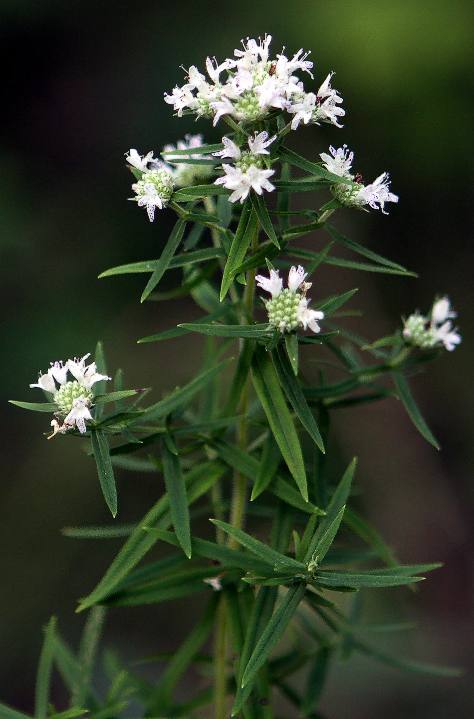 A beautiful image of Virginia Mountain Mint (Pycnanthemum virginianum), a fragrant native perennial known as an exceptional pollinator magnet for attracting a wide variety of native bees, butterflies, and other beneficial insects.