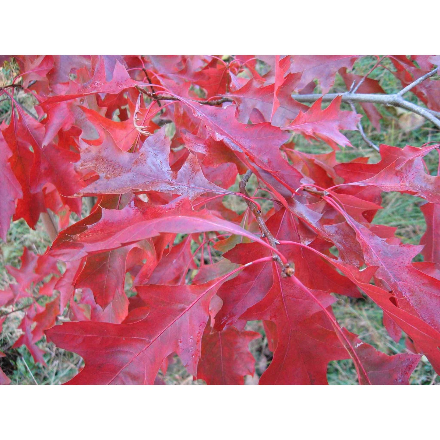 Quercus coccinea (Scarlet Oak) Natural Communities LLC