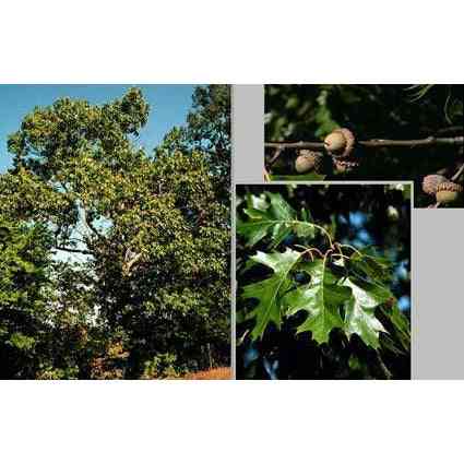 Quercus velutina (Black Oak) Natural Communities LLC