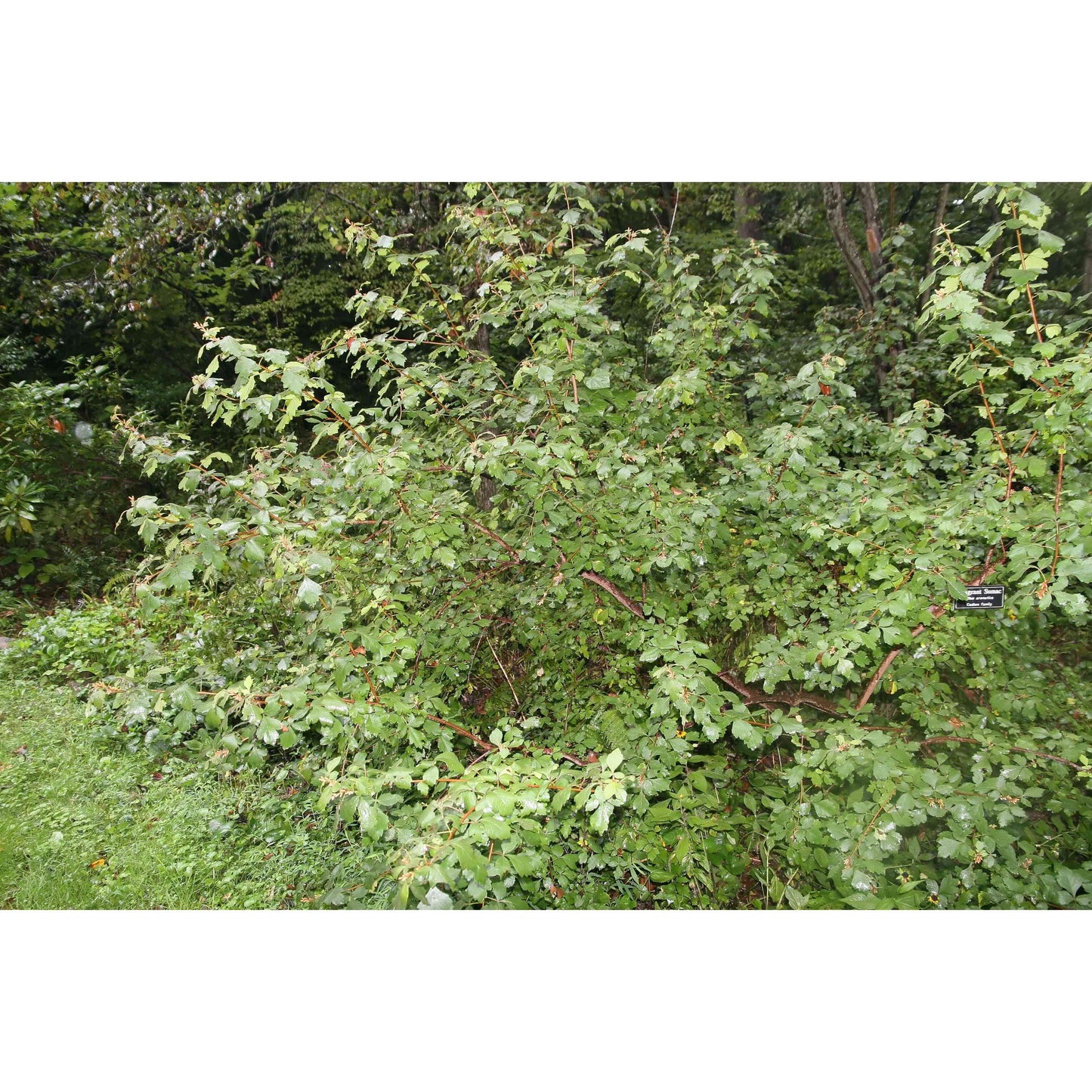 Rhus aromatica (Fragrant Sumac) Natural Communities LLC