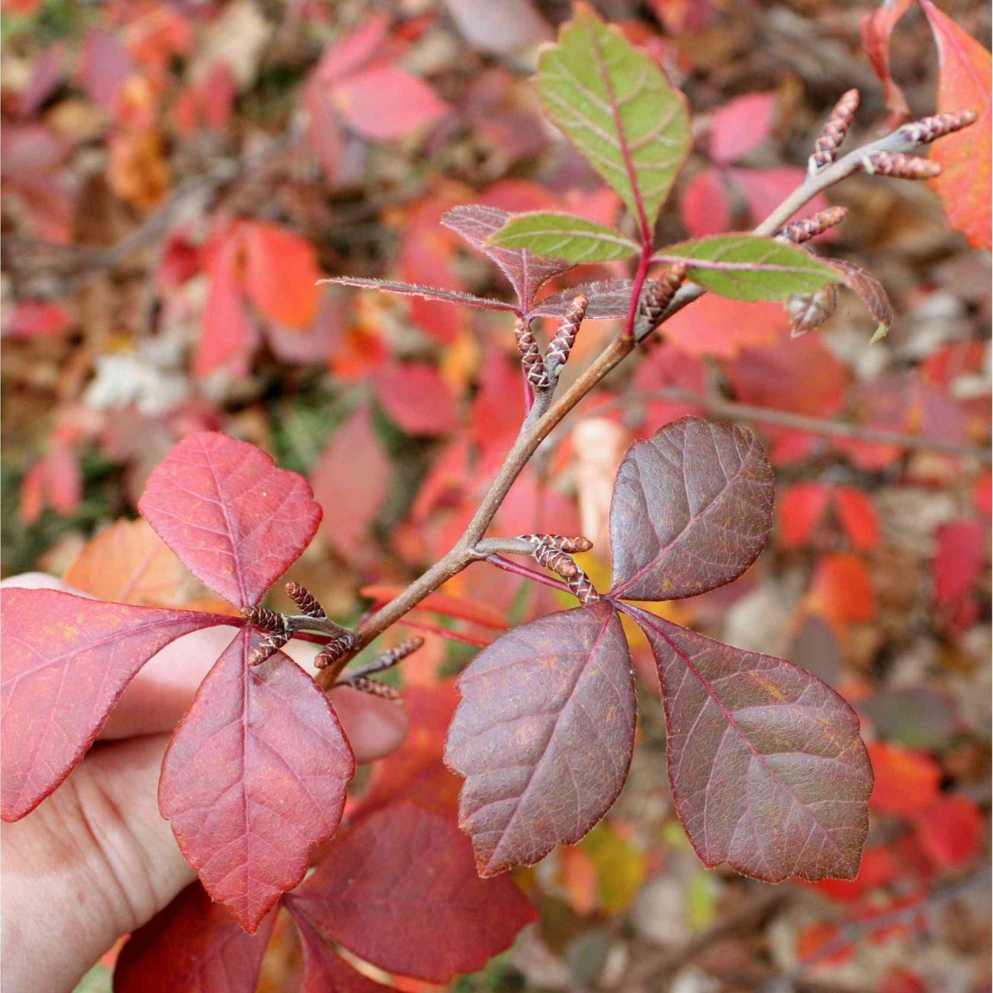 Rhus aromatica (Fragrant Sumac) Natural Communities LLC