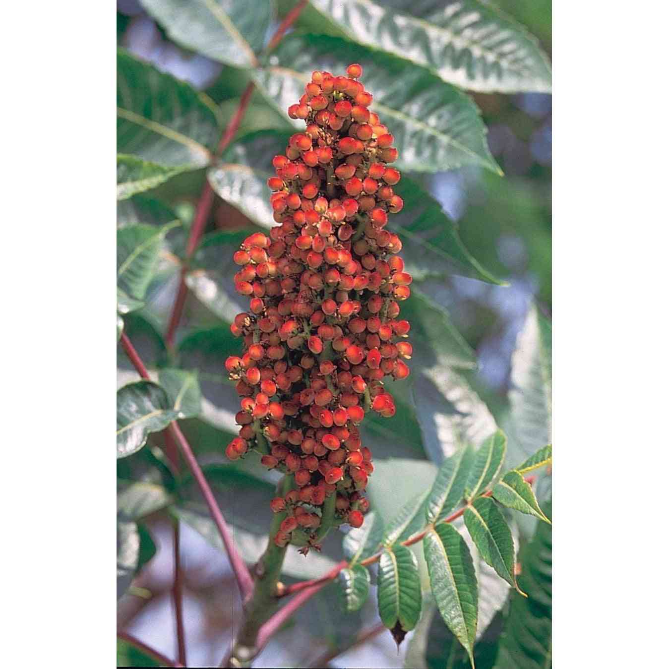 Rhus glabra (Smooth Sumac) Natural Communities LLC