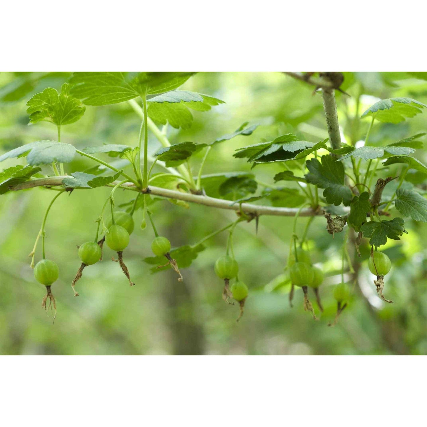 Ribes missouriense (Missouri Gooseberry) Natural Communities LLC