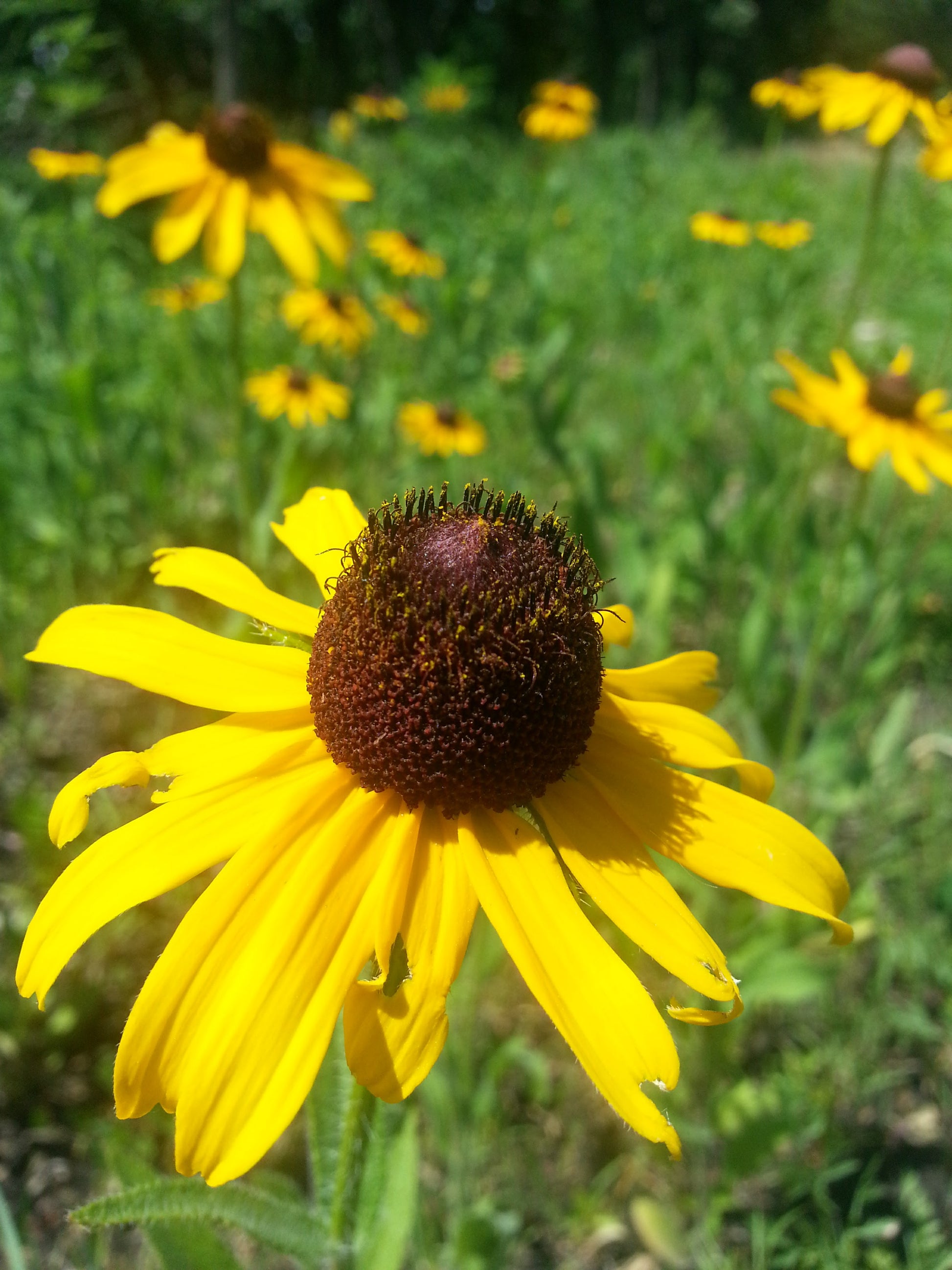 A beautiful image of a Black-eyed Susan (Rudbeckia hirta), a common and vigorous native wildflower with vibrant yellow flowers that provide an abundant source of nectar and pollen for bees and butterflies.