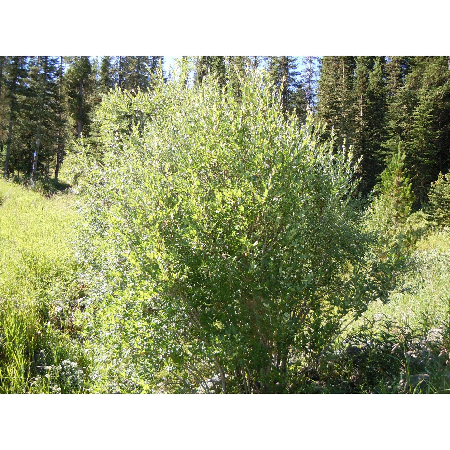 Salix bebbiana (Bebb's willow or Beaked Willow) Natural Communities LLC