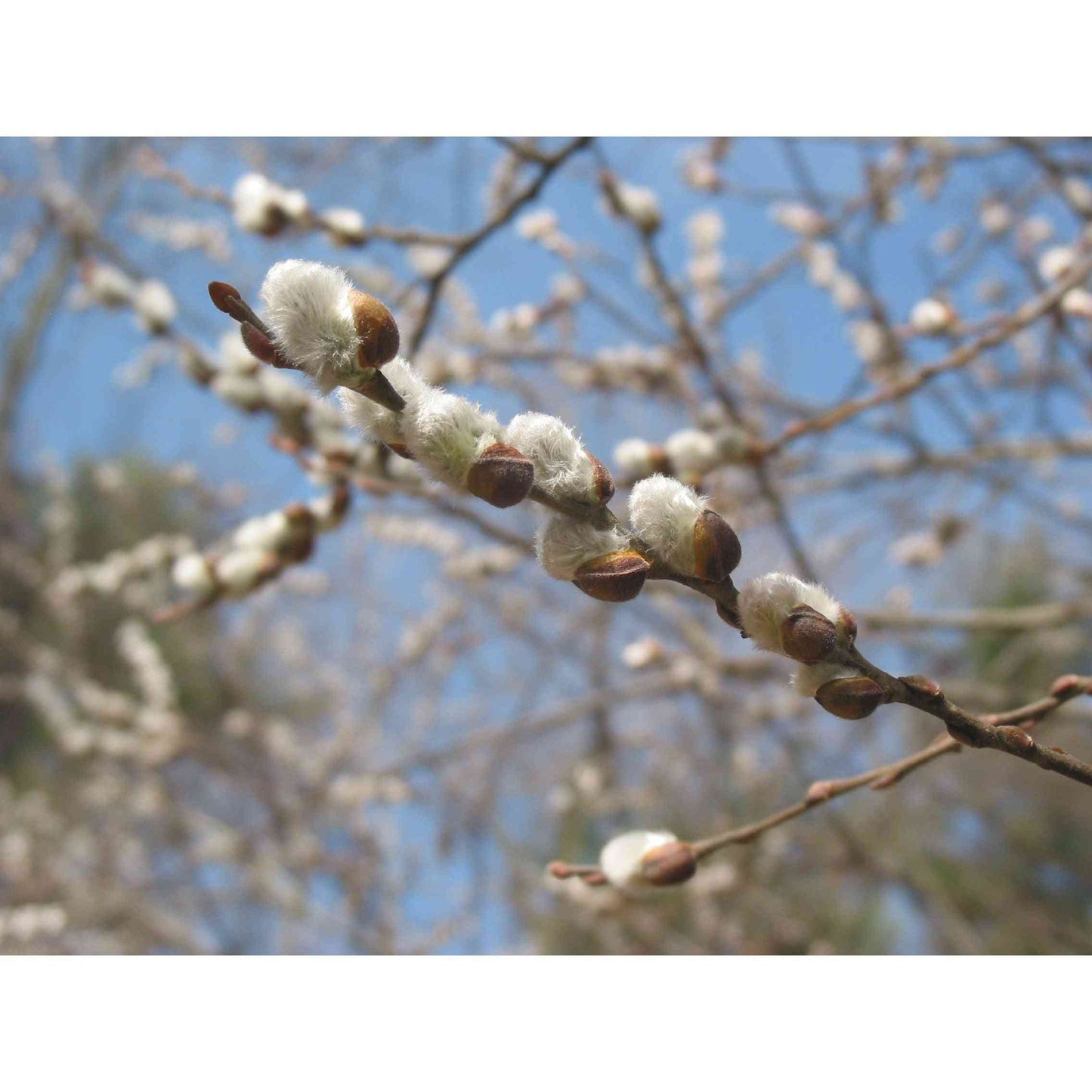 Salix discolor (Pussy Willow) Natural Communities LLC