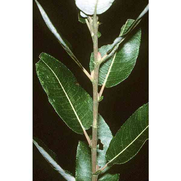 Salix discolor (Pussy Willow) Natural Communities LLC