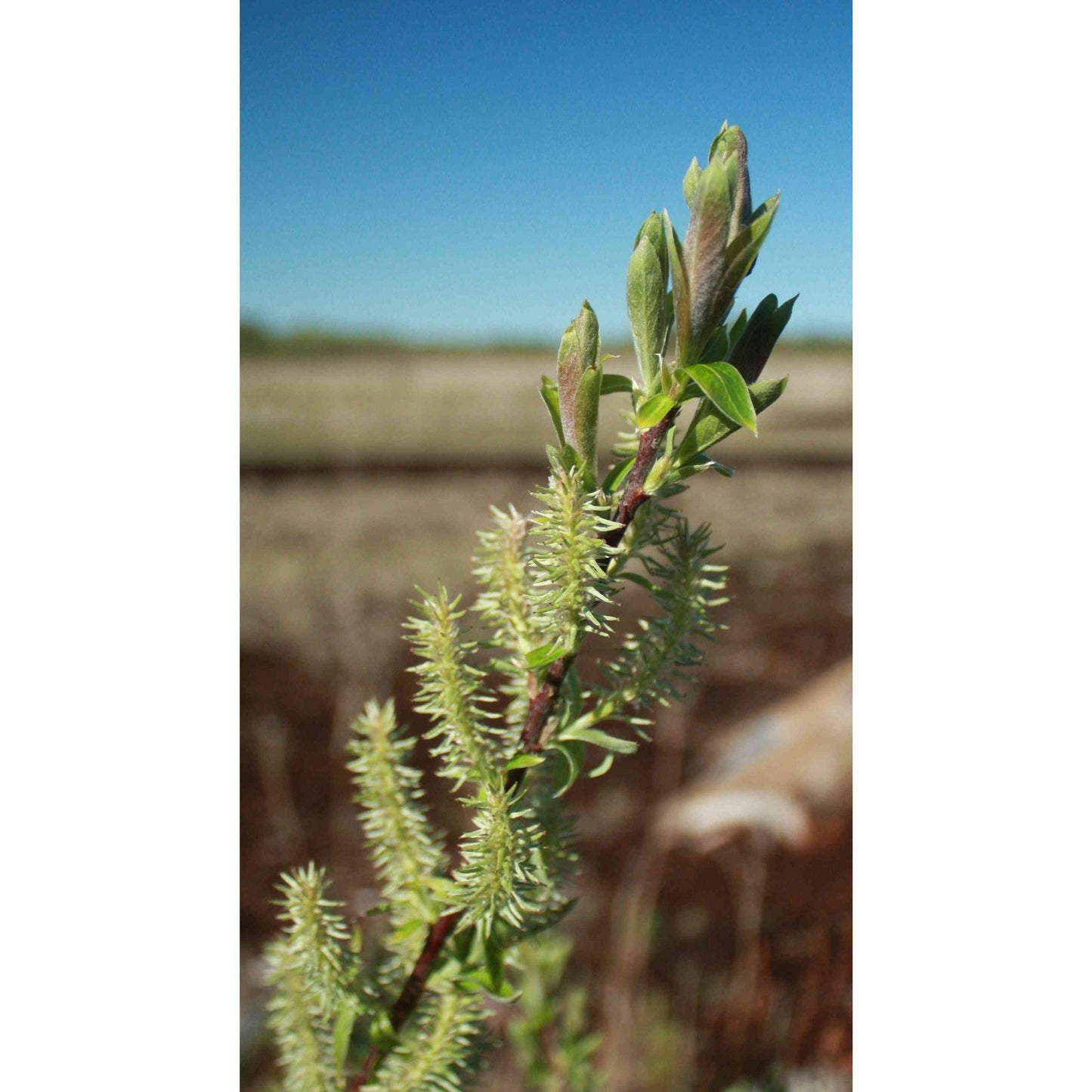 Salix discolor (Pussy Willow) Natural Communities LLC