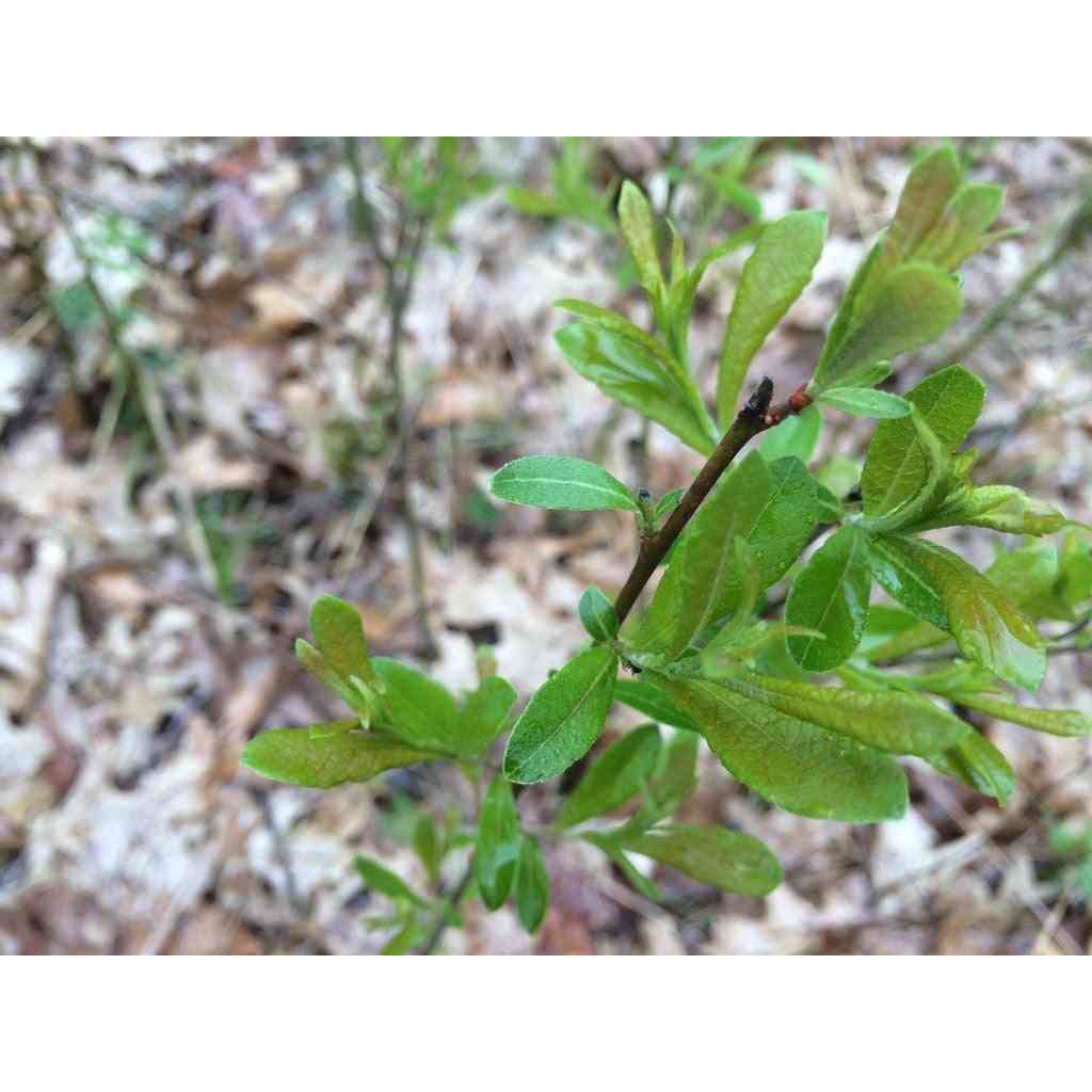 Salix humilis (Prairie Willow) Natural Communities LLC
