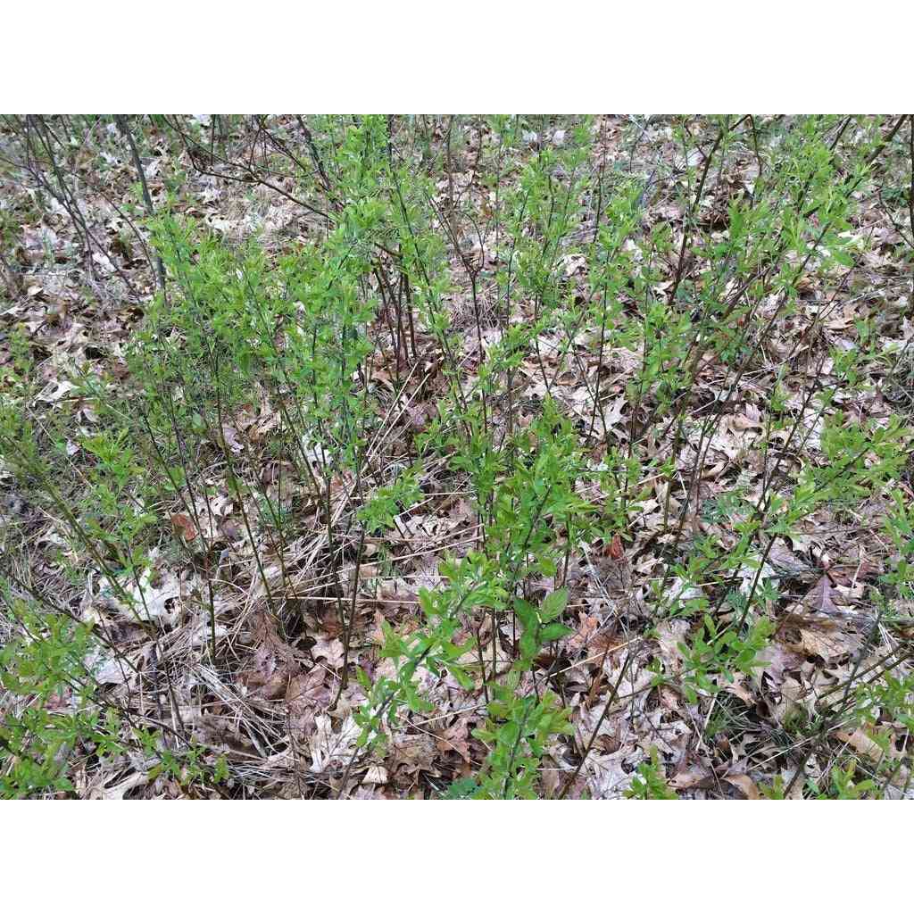 Salix humilis (Prairie Willow) Natural Communities LLC