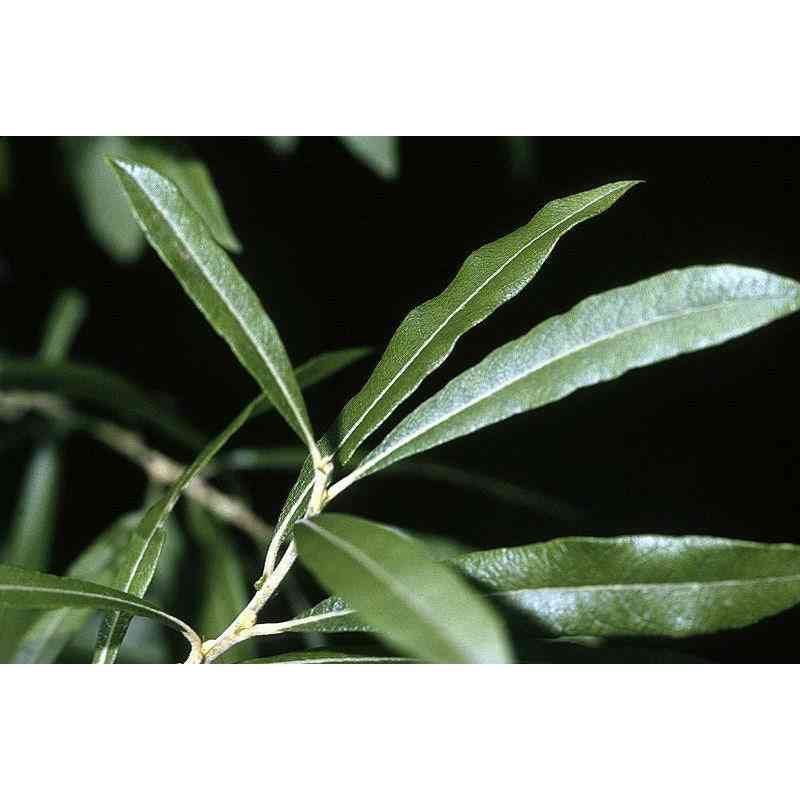 Salix humilis (Prairie Willow) Natural Communities LLC