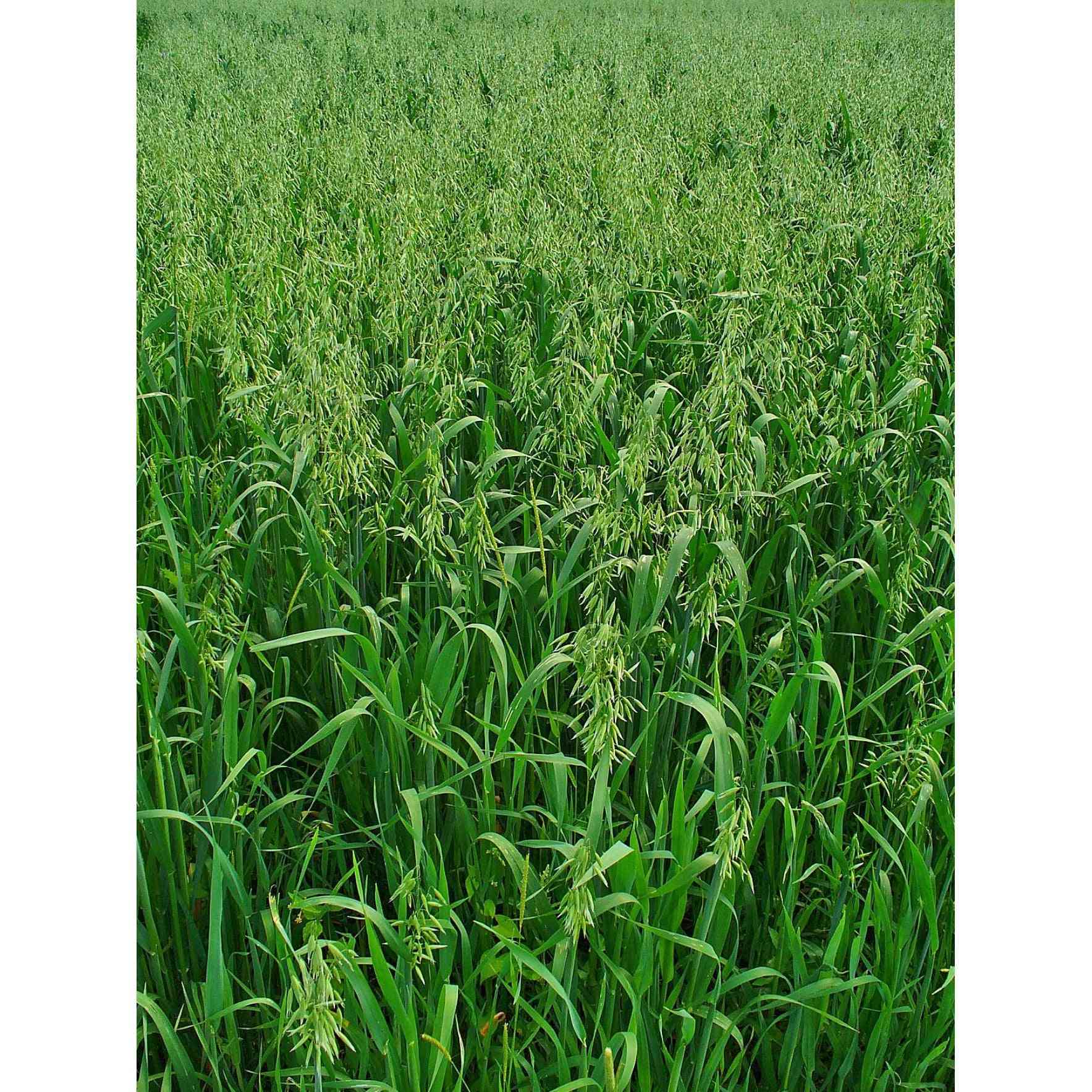 oat seed plant Cover Crop