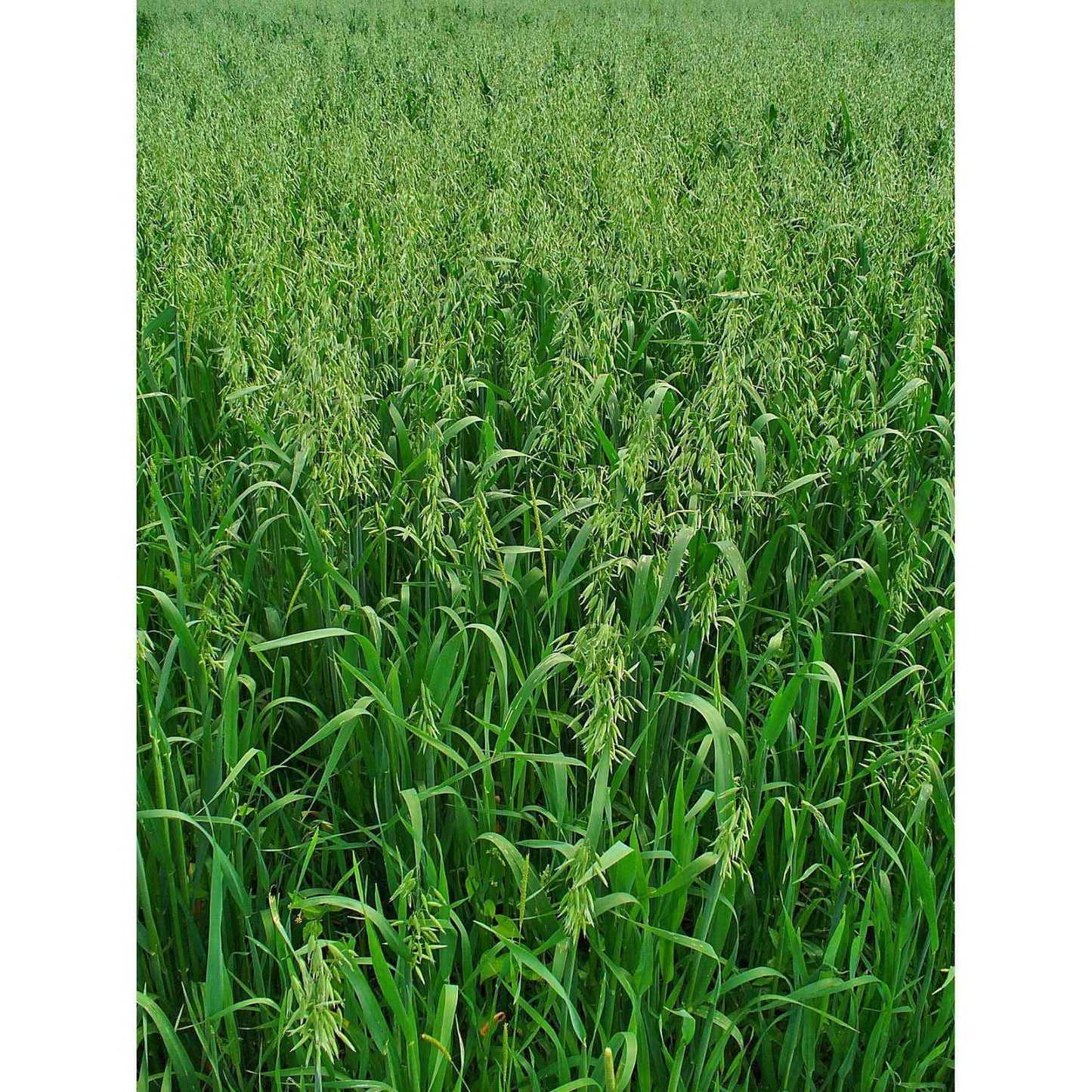 Cover Crop - Avena sativa (Seed Oats) Natural Communities LLC